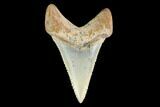 Serrated, Fossil Great White Shark (Carcharodon) Tooth #142300-1